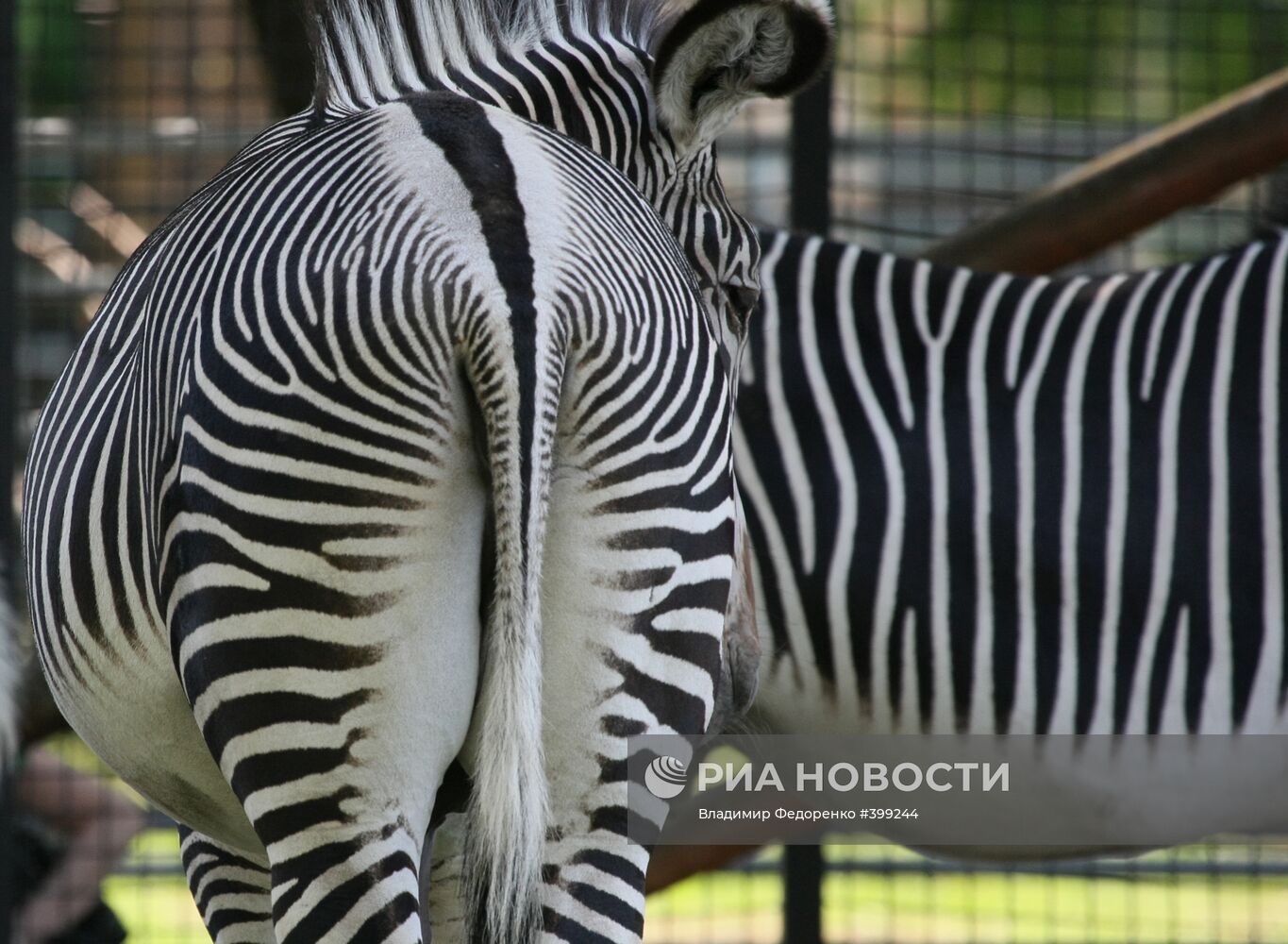 Зебры грэви в Московском зоопарке