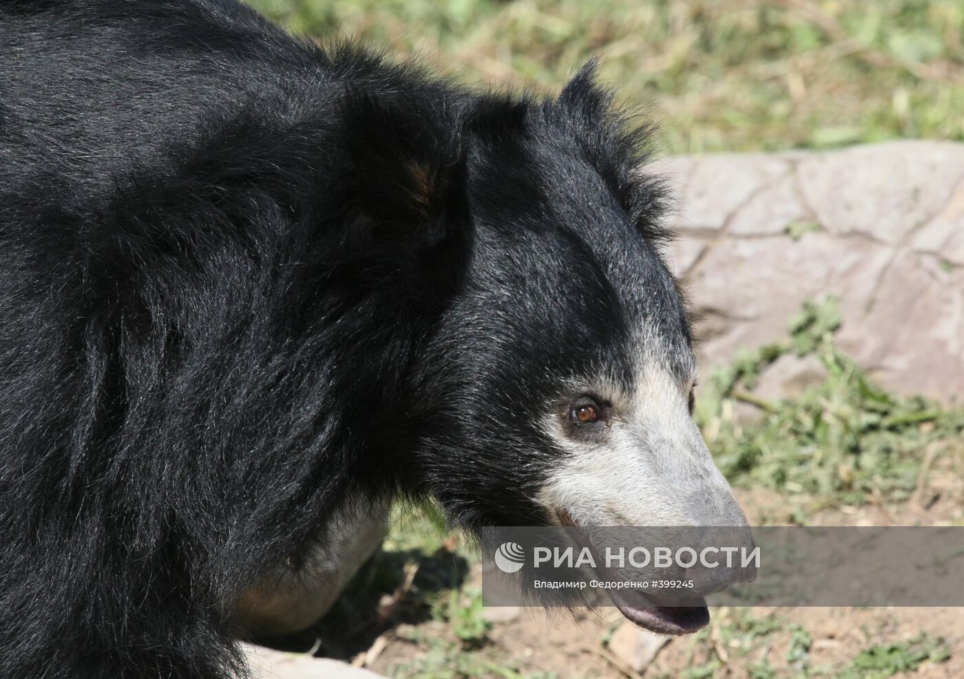 Медведь-губач в Московском зоопарке