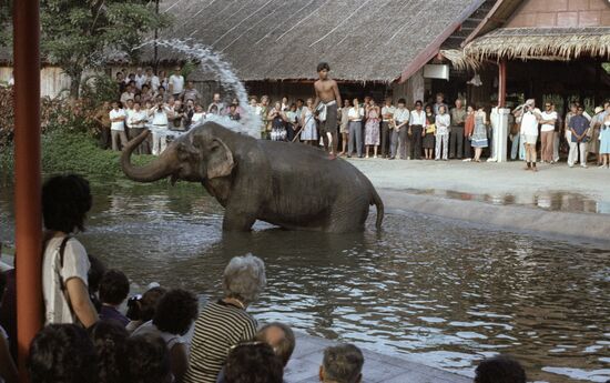 Выступление дрессированного слона в Тайланде