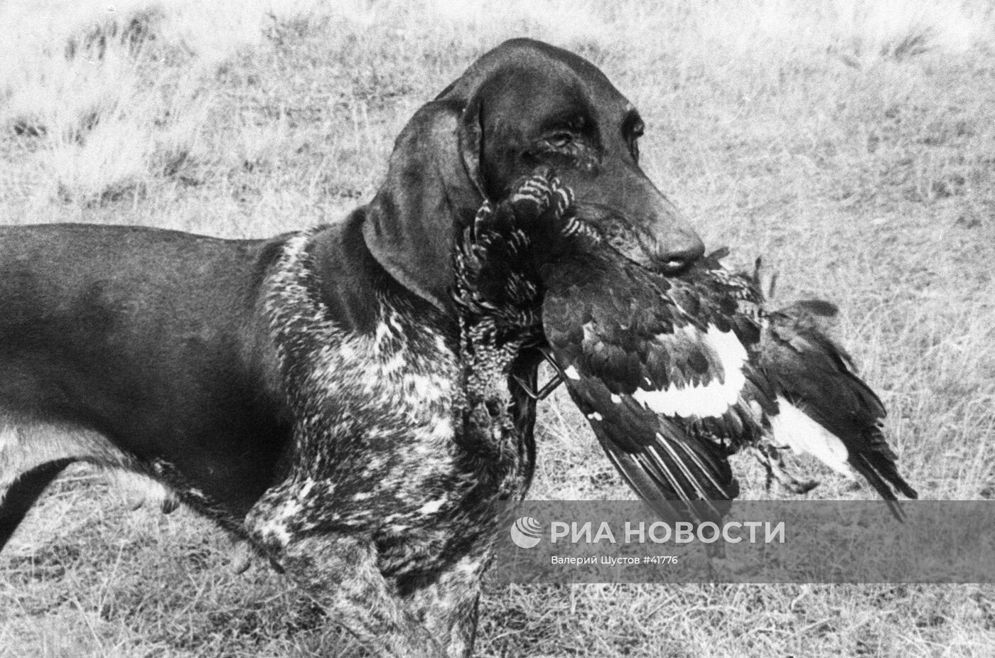 ОХОТНИЧЬИ СОБАКИ ВЫСТАВКА КУРЦХААР