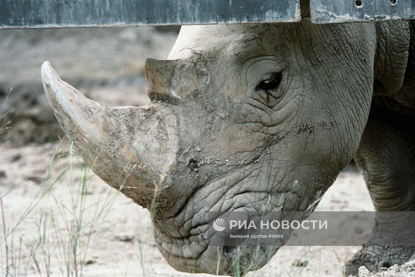 Носорог в городском зоопарке Туниса