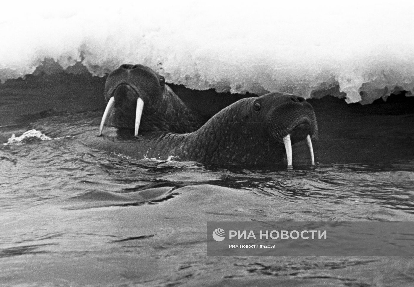 МОРЖИ