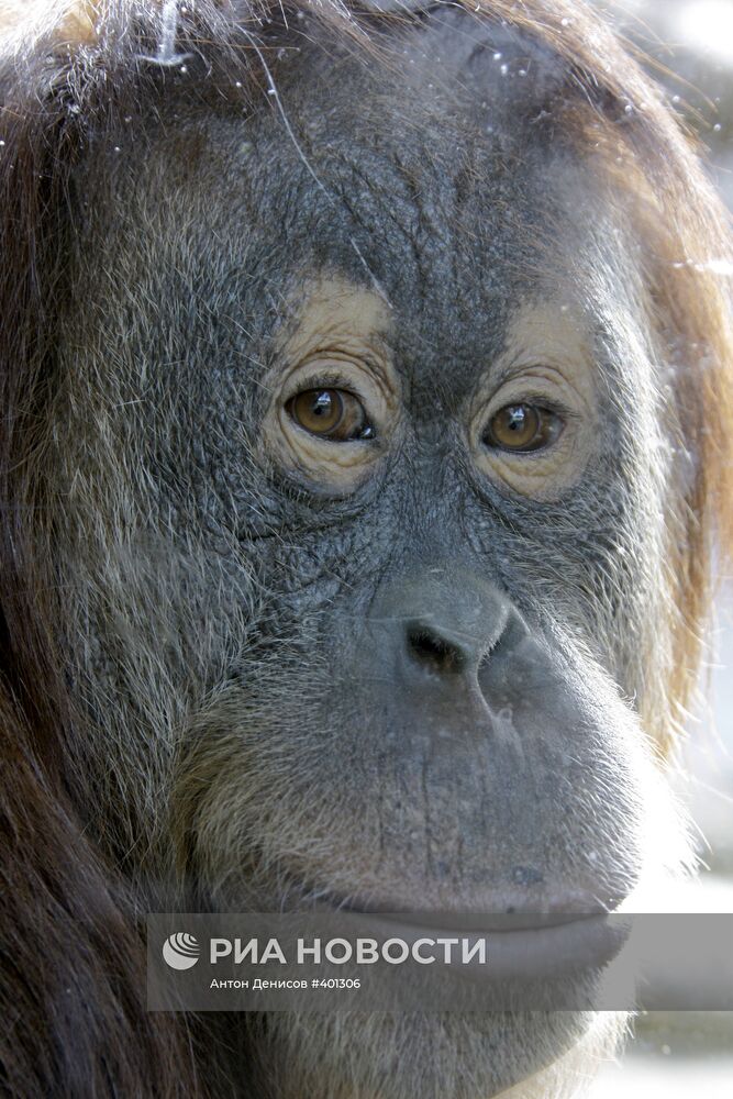 В Московском зоопарке