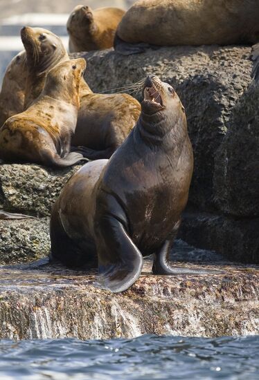 Ушастые тюлени — сивучи в акватории Невельского порта