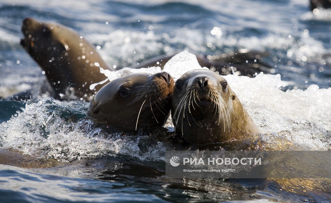 Ушастые тюлени — сивучи в акватории Невельского порта