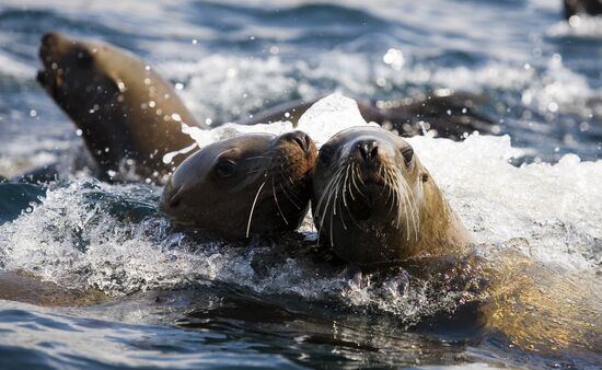 Ушастые тюлени — сивучи в акватории Невельского порта