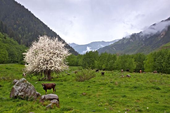 Южная Осетия