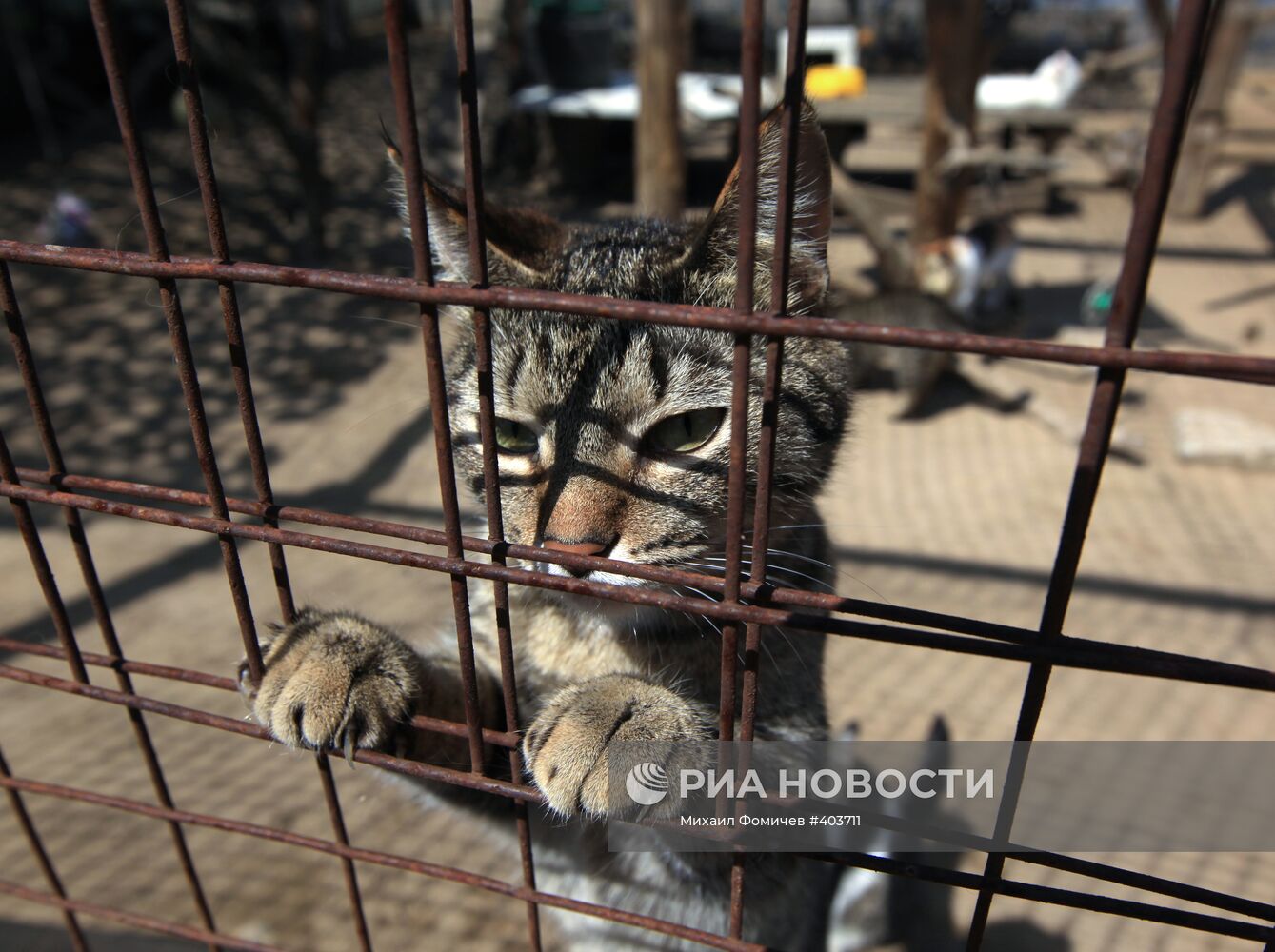 Фонд защиты животных "Бим" в Московской области