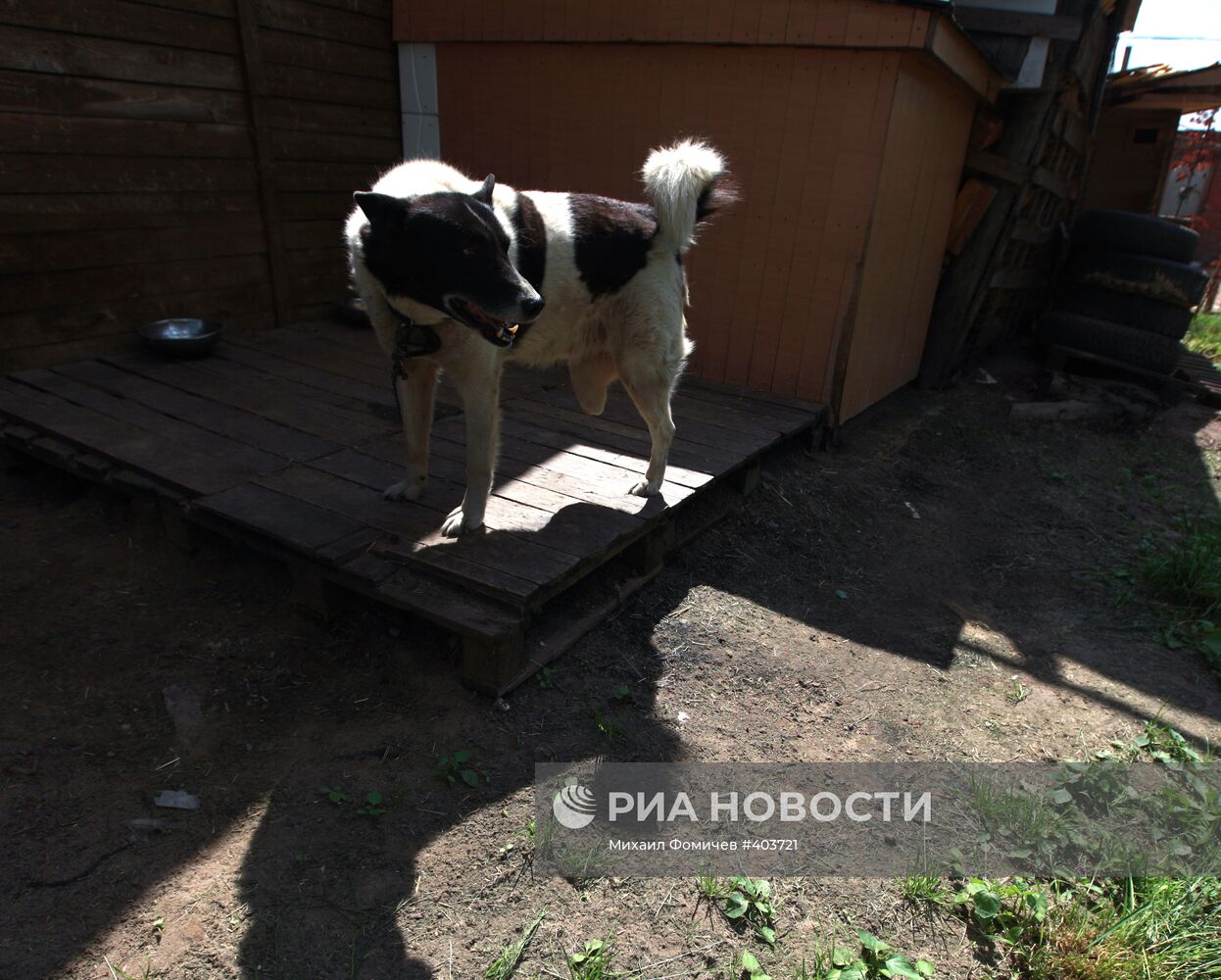 Фонд защиты животных "Бим" в Московской области