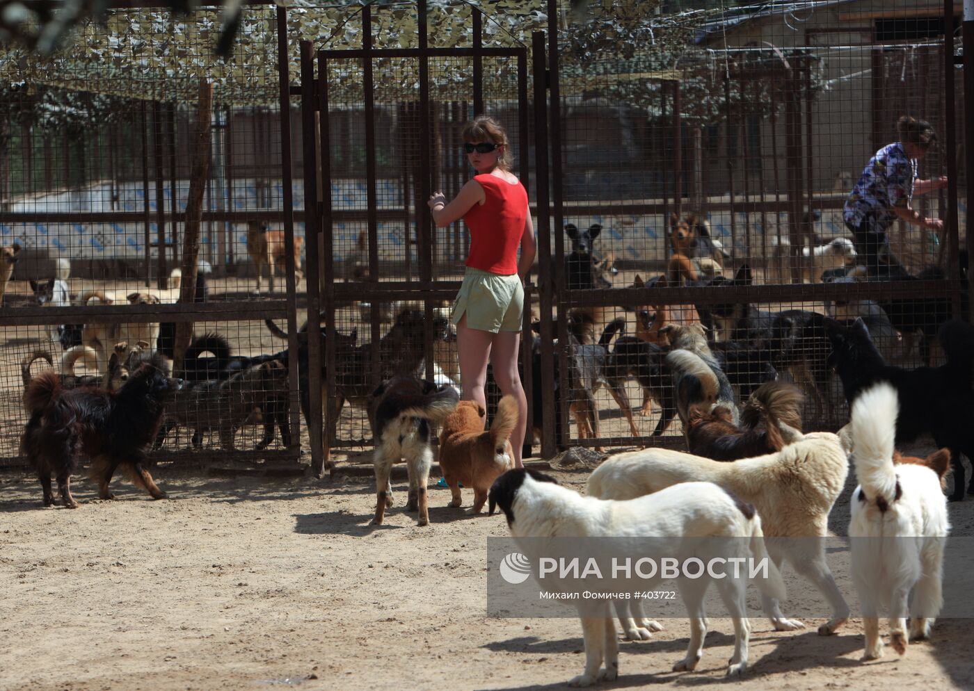 Фонд защиты животных "Бим" в Московской области