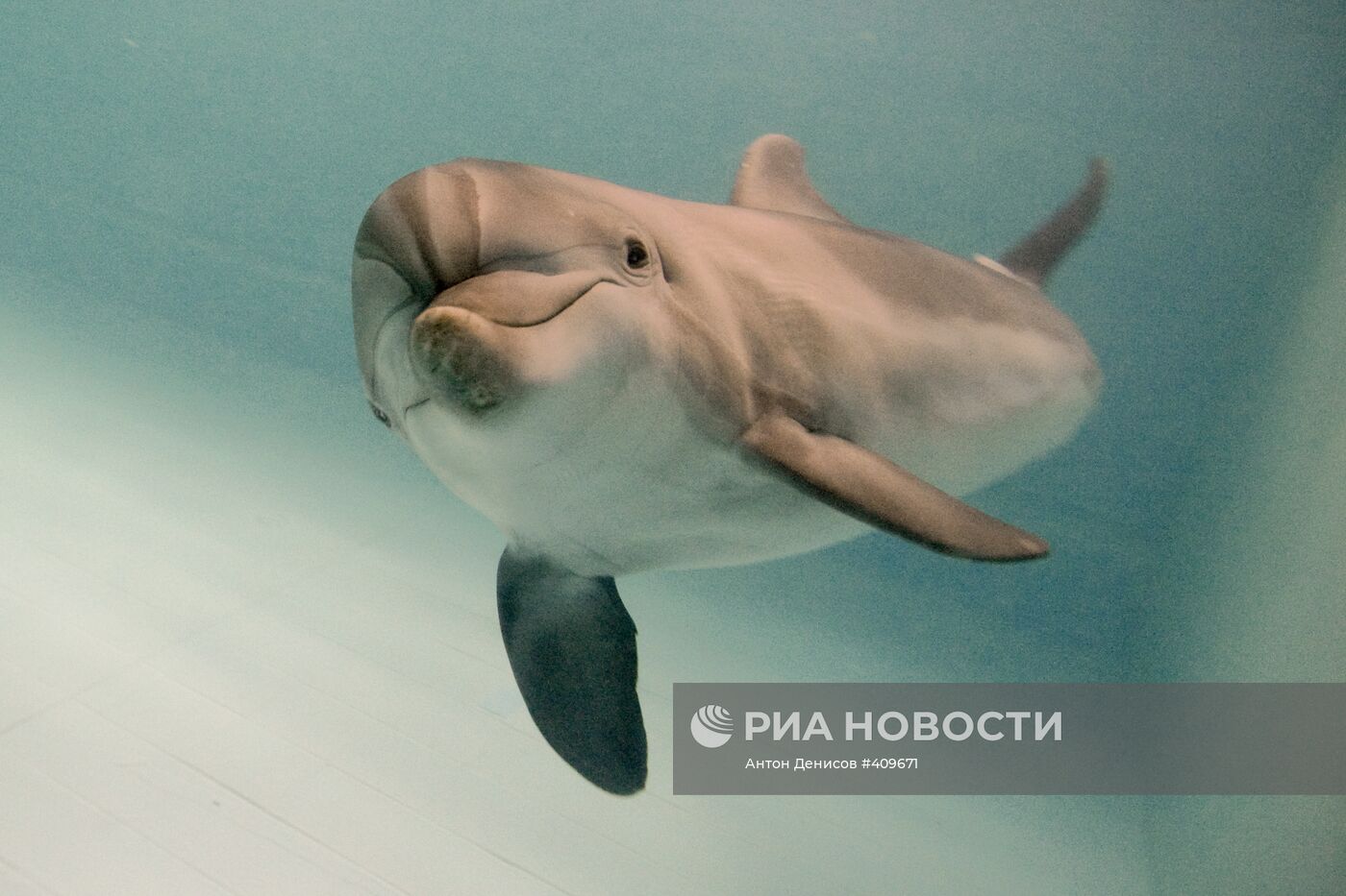 Московский дельфинарий