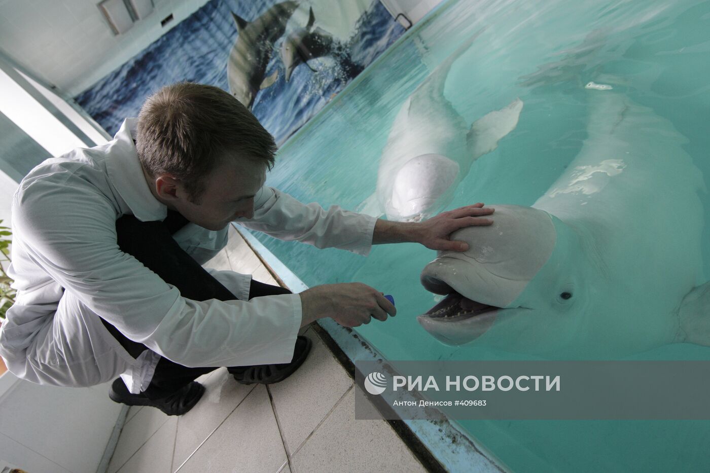 Московский дельфинарий