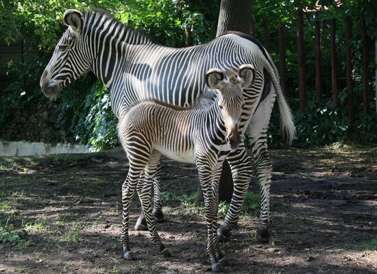 В Московском зоопарке у зебры и у гадюк родились детеныши