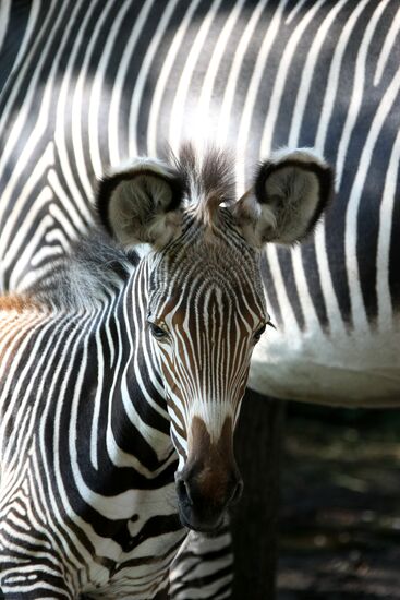 В Московском зоопарке у зебры и у гадюк родились детеныши