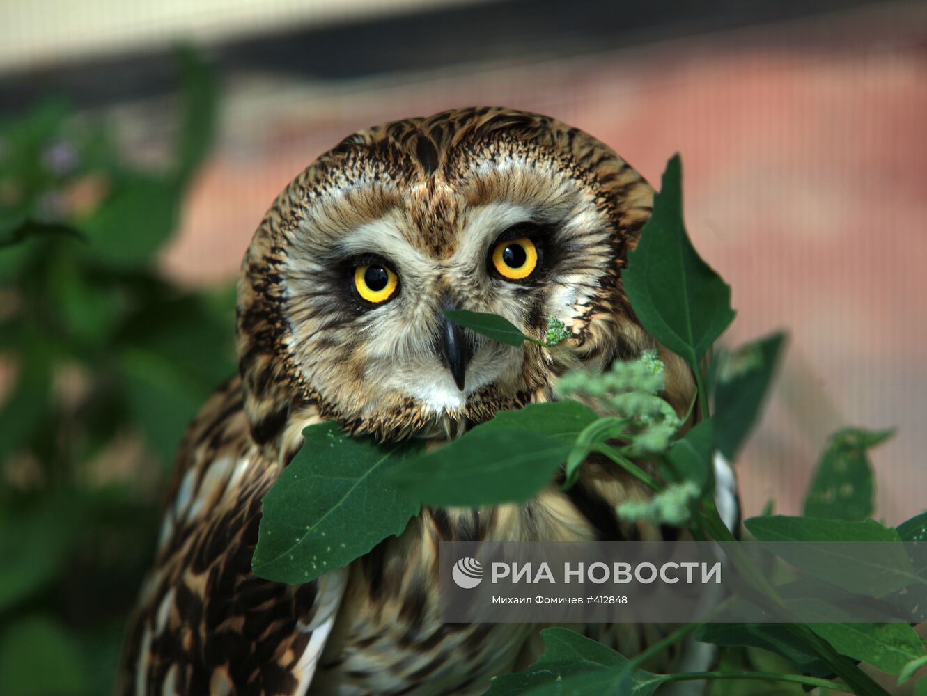 Парк птиц "Воробьи" в Калужской области