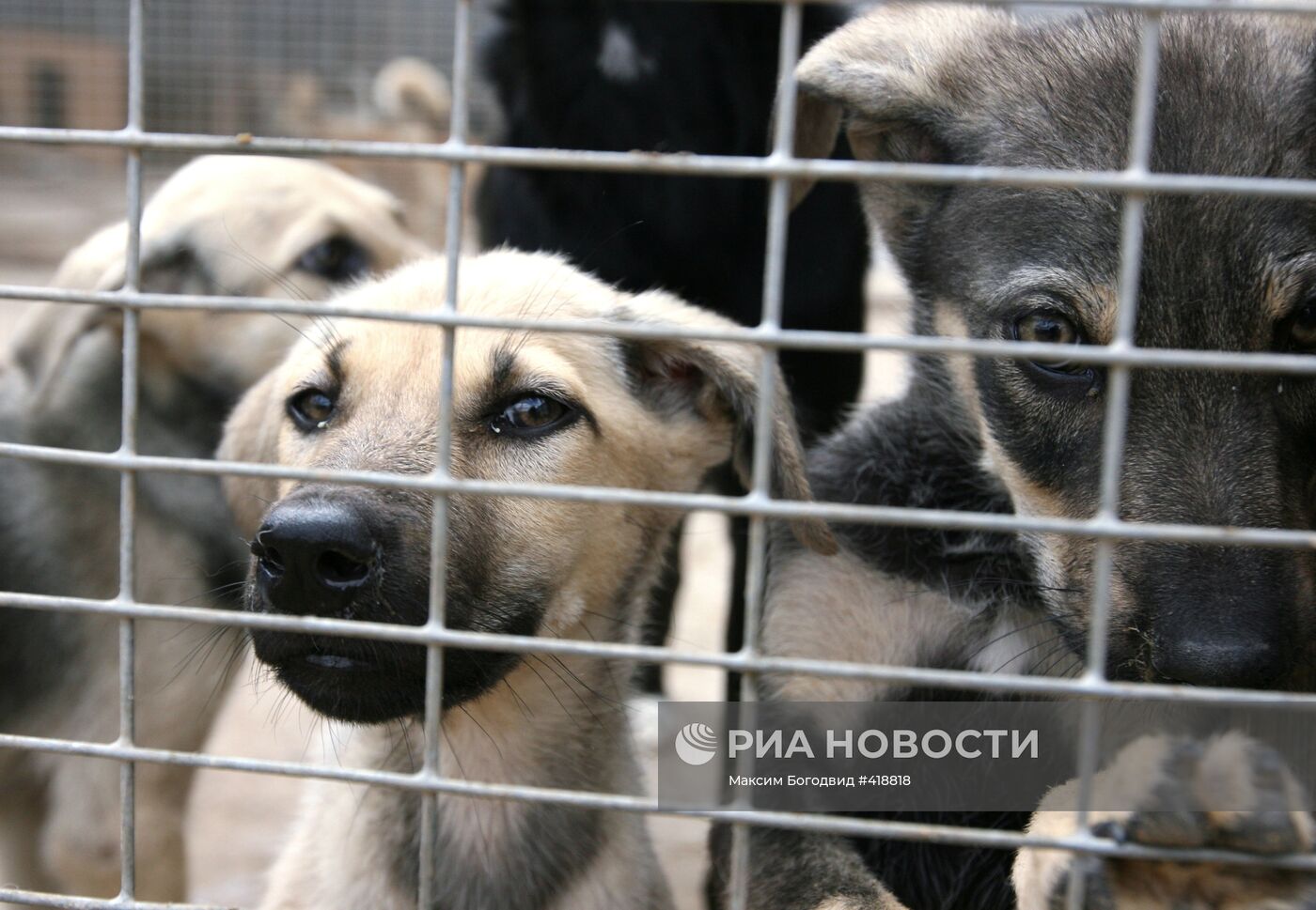 Частный приемник для собак в Татарстане