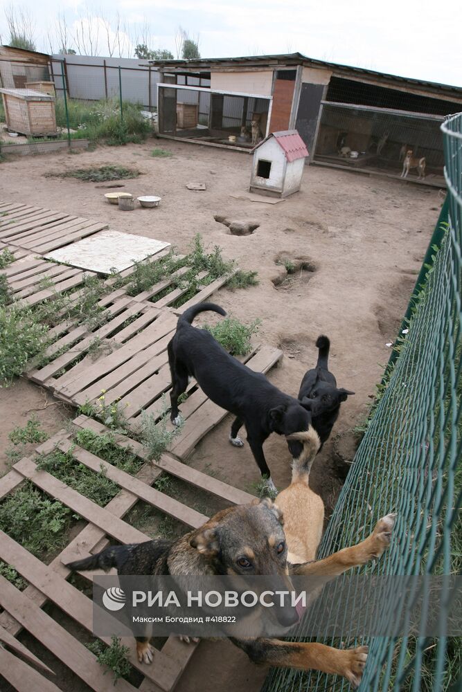 Частный приемник для собак в Татарстане