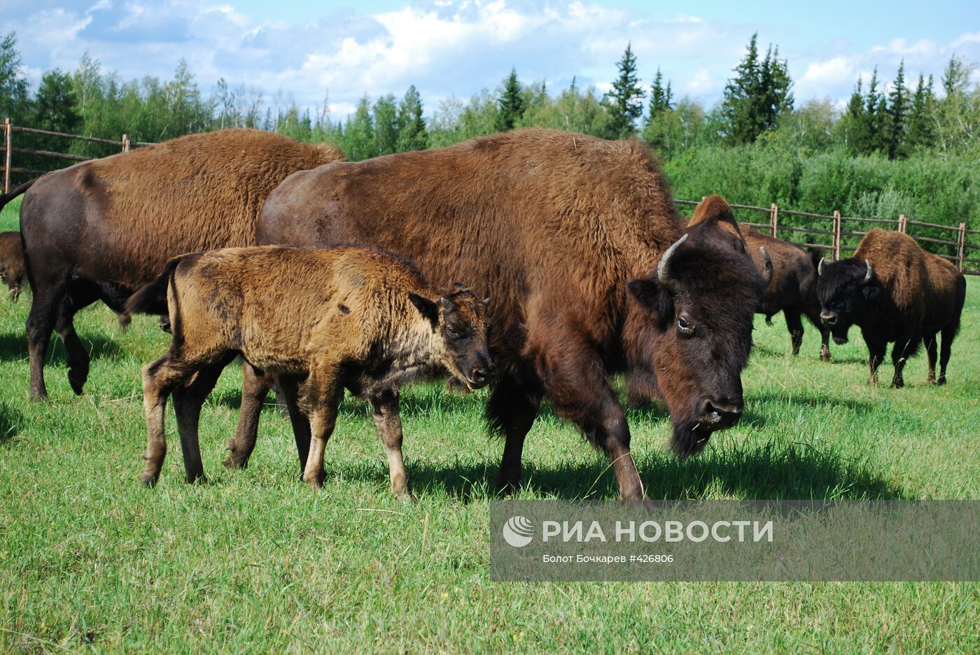 Канадские лесные бизоны в питомнике Якутии