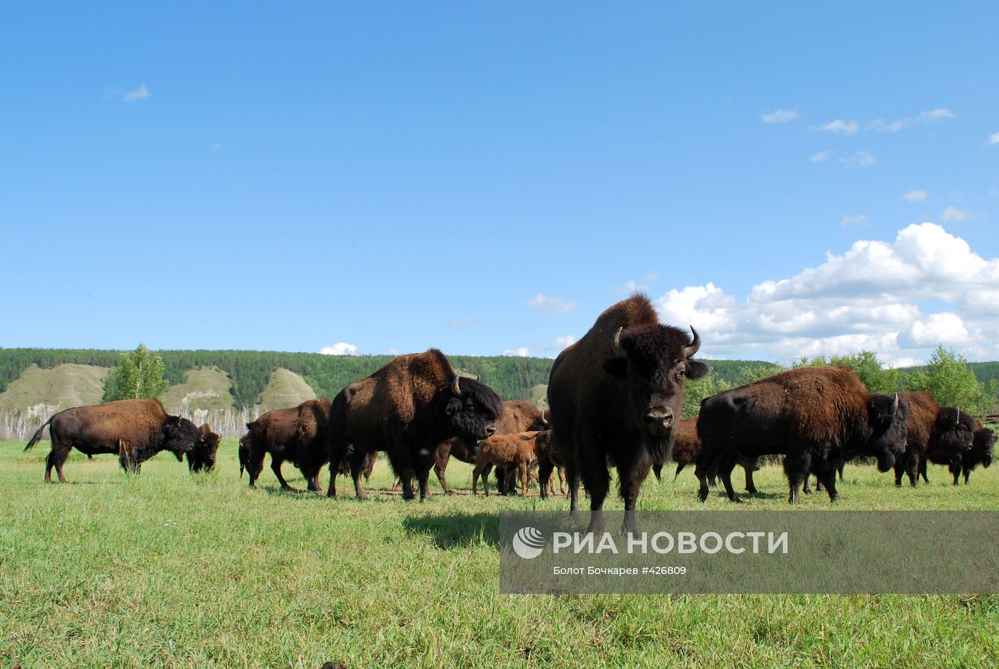 Канадские лесные бизоны в питомнике Якутии