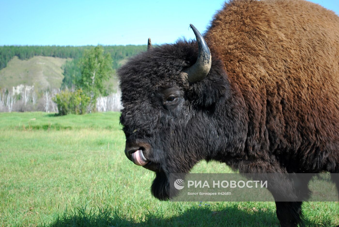 Канадские лесные бизоны в питомнике Якутии