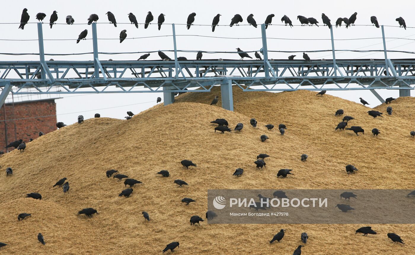 Уборка урожая на полях Татарстана