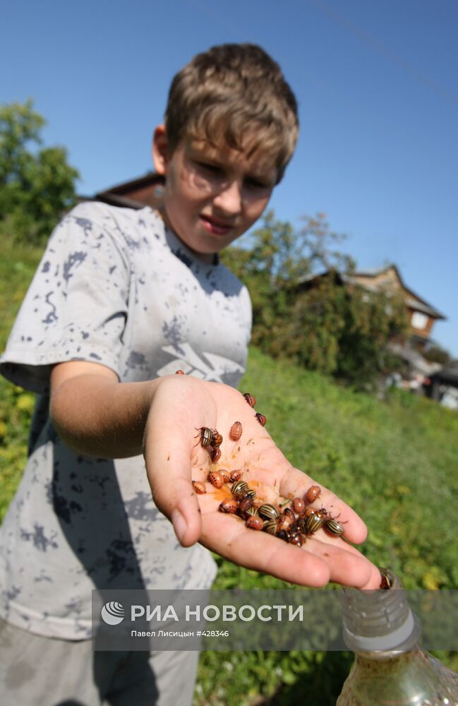 Борьба с колорадским жуком на огородах приусадебных хозяйств