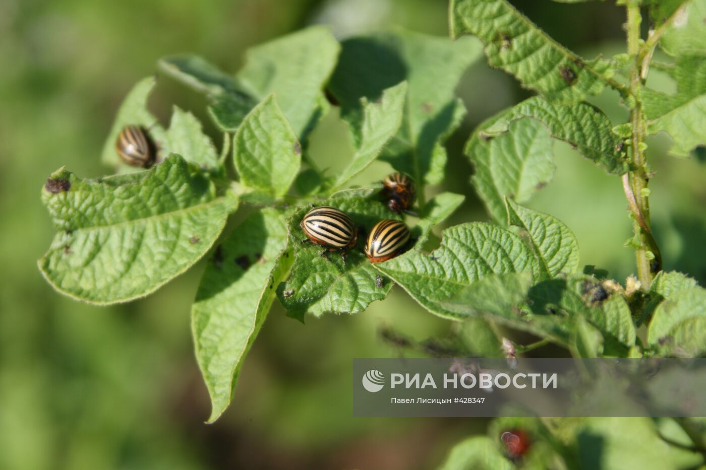 Борьба с колорадским жуком на огородах приусадебных хозяйств