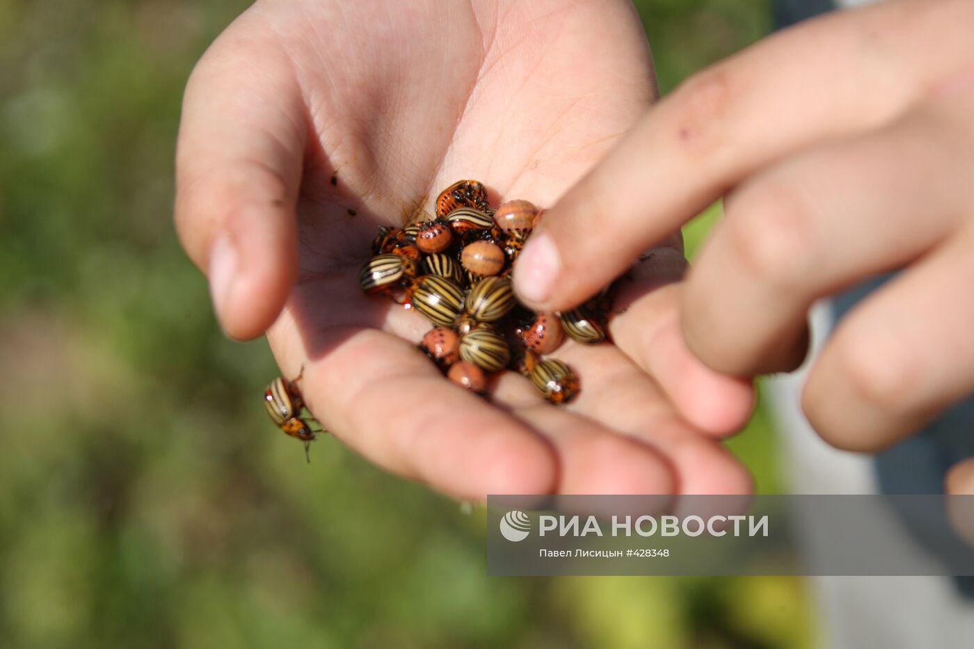 Борьба с колорадским жуком на огородах приусадебных хозяйств