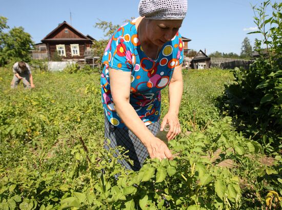 Борьба с колорадским жуком на огородах приусадебных хозяйств