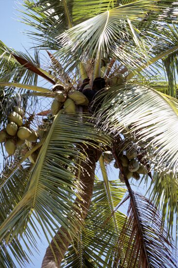 Кокосовая пальма