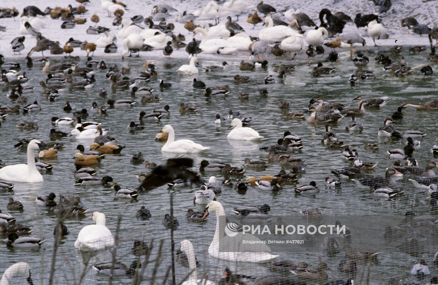 Пруд в Московском зоопарке зимой