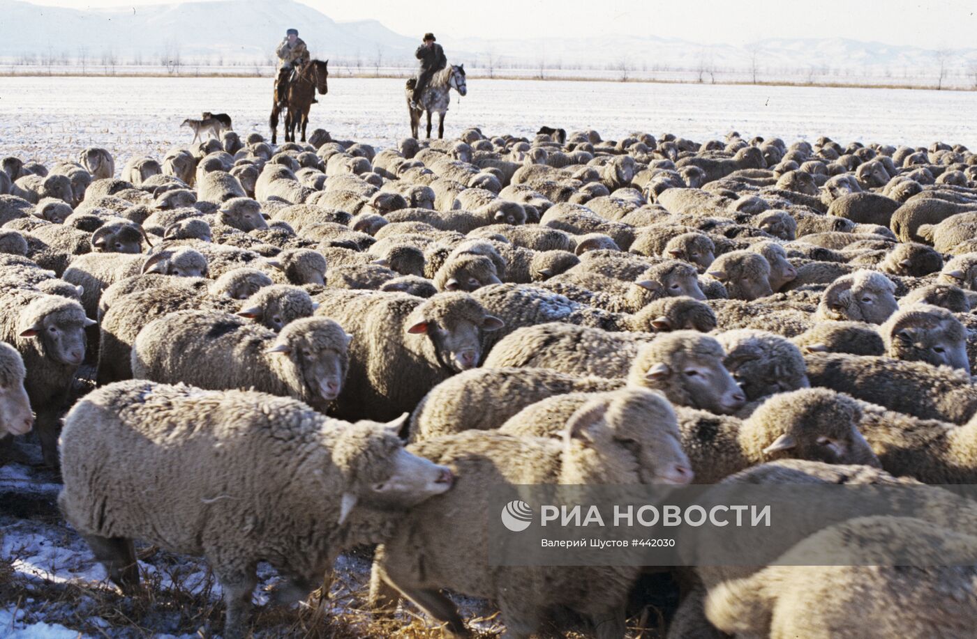 Стадо овец в Хакасии