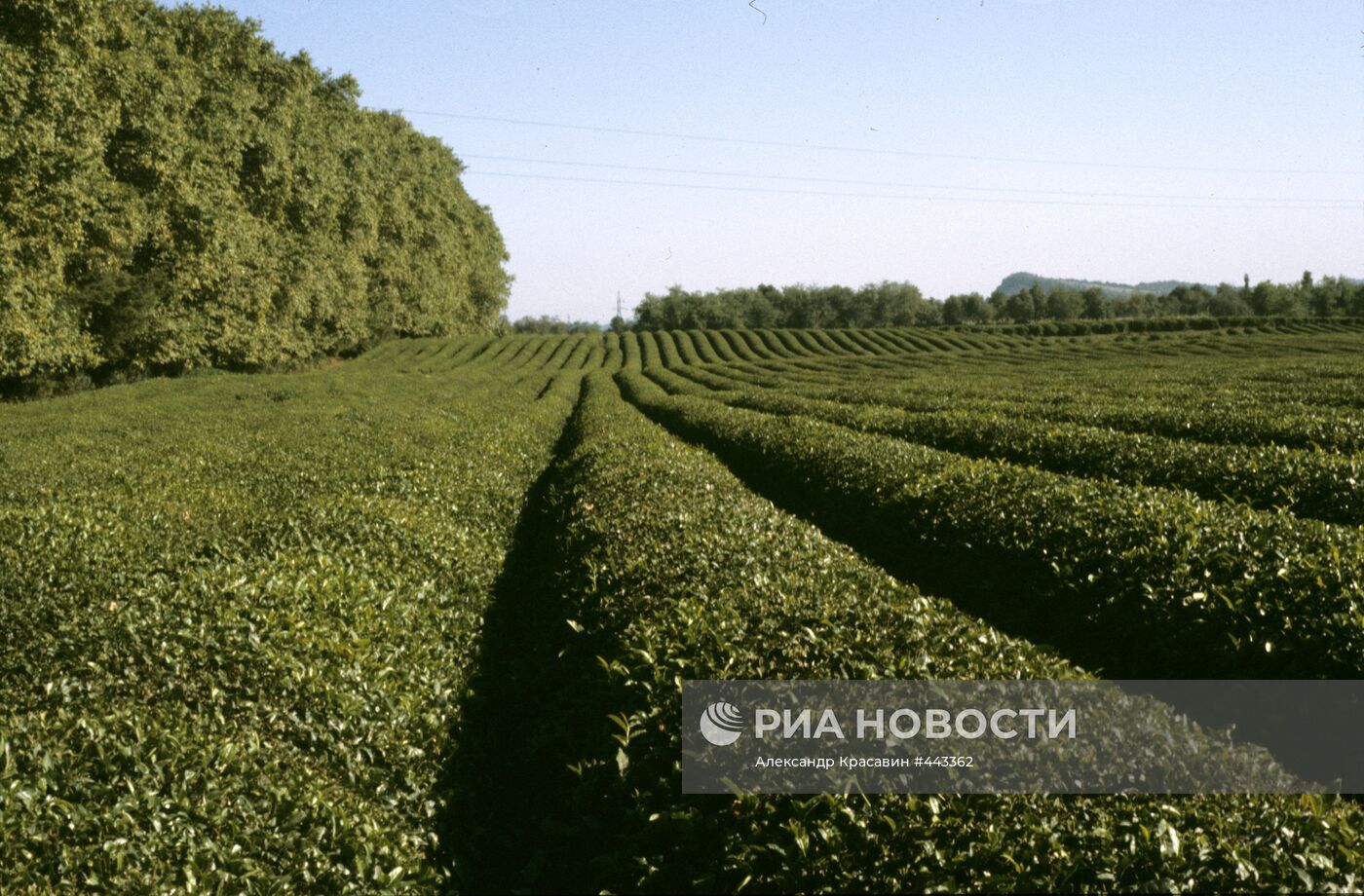 Чайные плантации