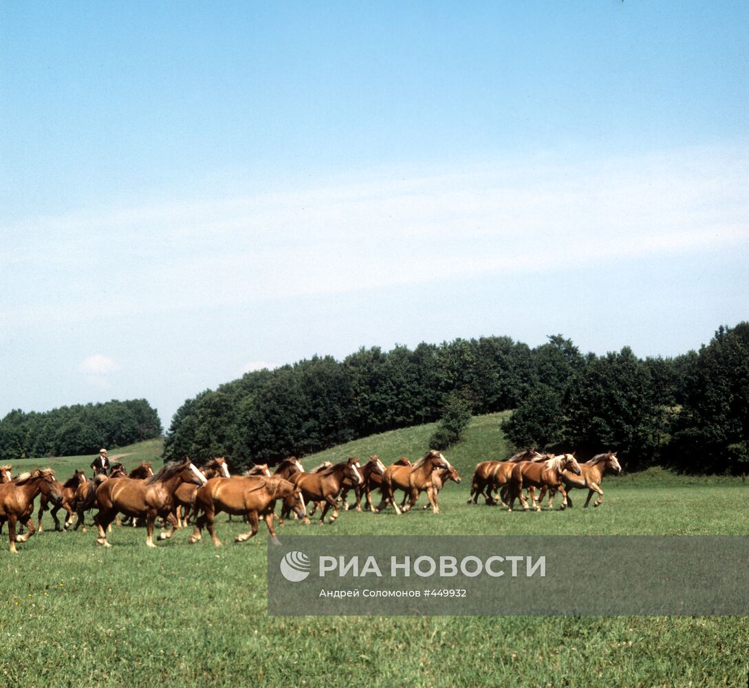 Табун лошадей