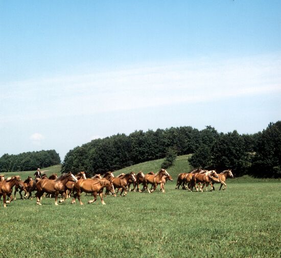 Табун лошадей