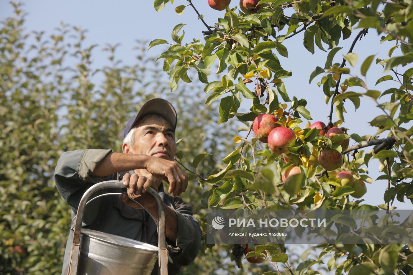 Сбор урожая яблок в ЗАО "Совхоз им. Ленина"