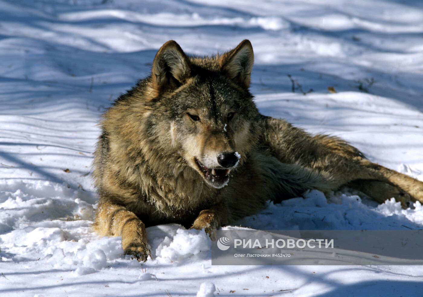 Волк Рагдай