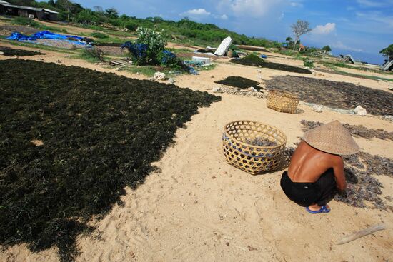 Зарубежные страны. Индонезия. Жизнь населения Бали