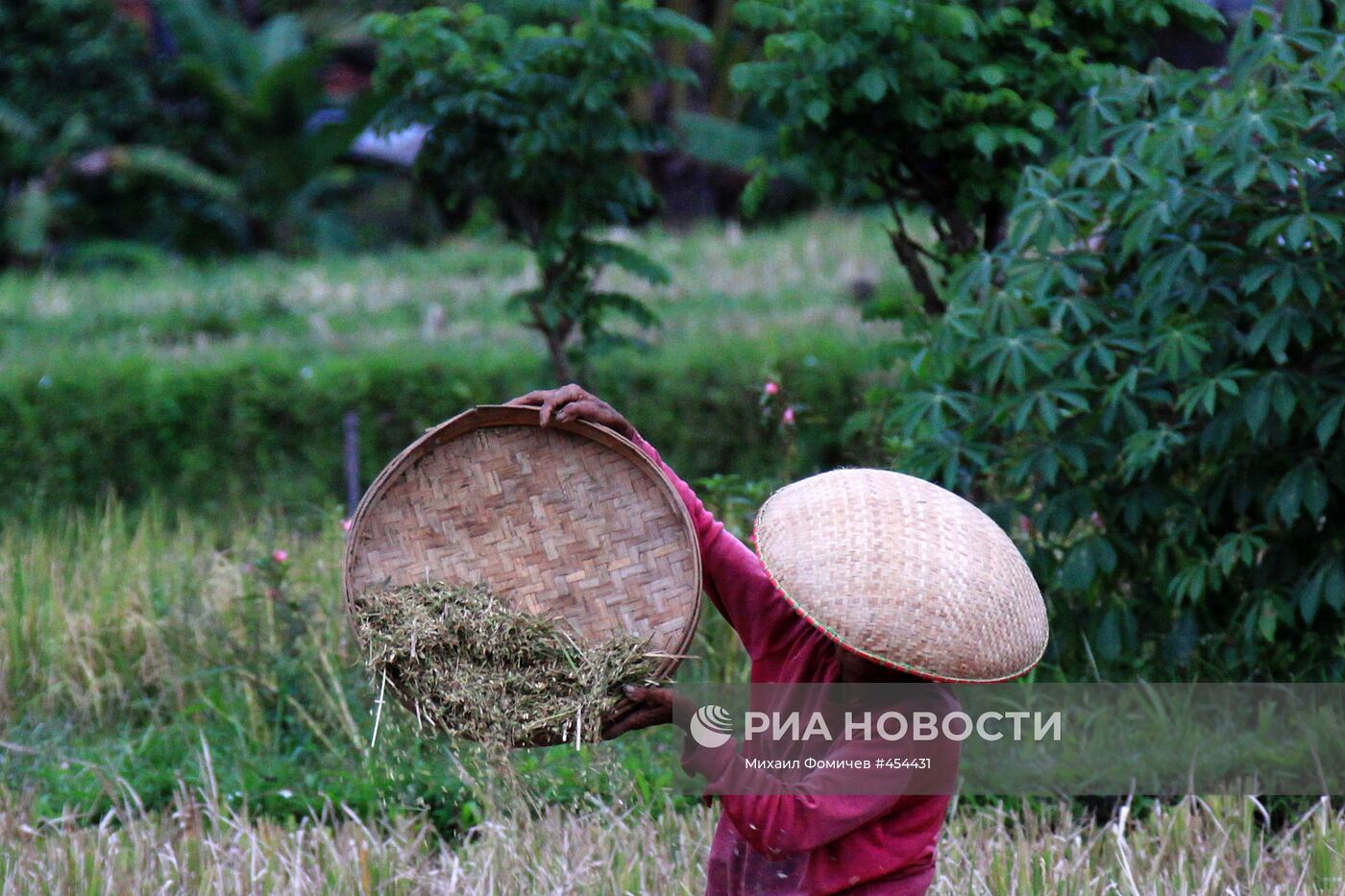 Зарубежные страны. Индонезия. Жизнь населения Бали