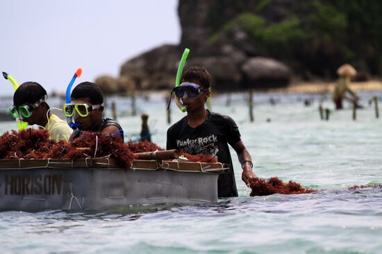 Зарубежные страны. Индонезия. Жизнь населения Бали