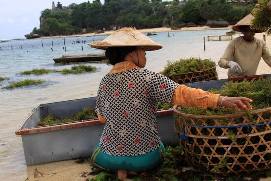 Зарубежные страны. Индонезия. Жизнь населения Бали