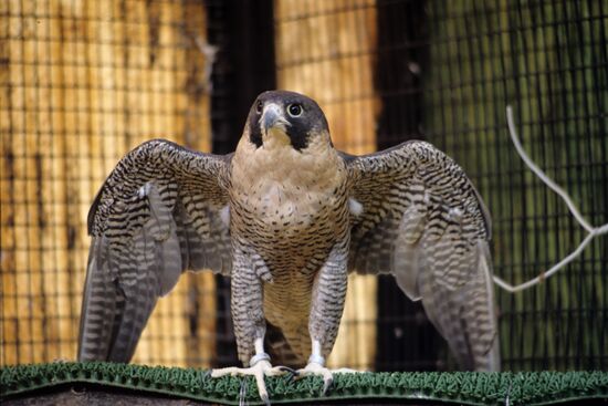 Сокол сапсан