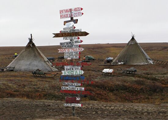В стойбище ненецких оленеводов на полуострове Ямал