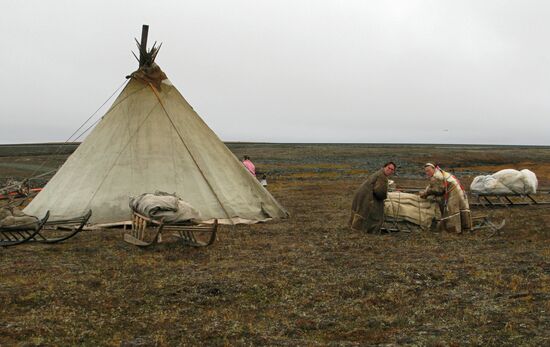 В стойбище ненецких оленеводов на полуострове Ямал