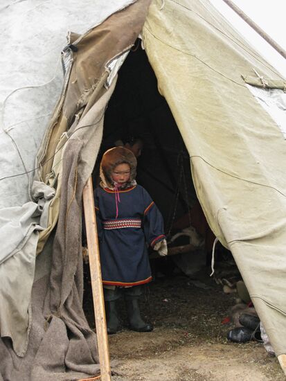 В стойбище ненецких оленеводов на полуострове Ямал