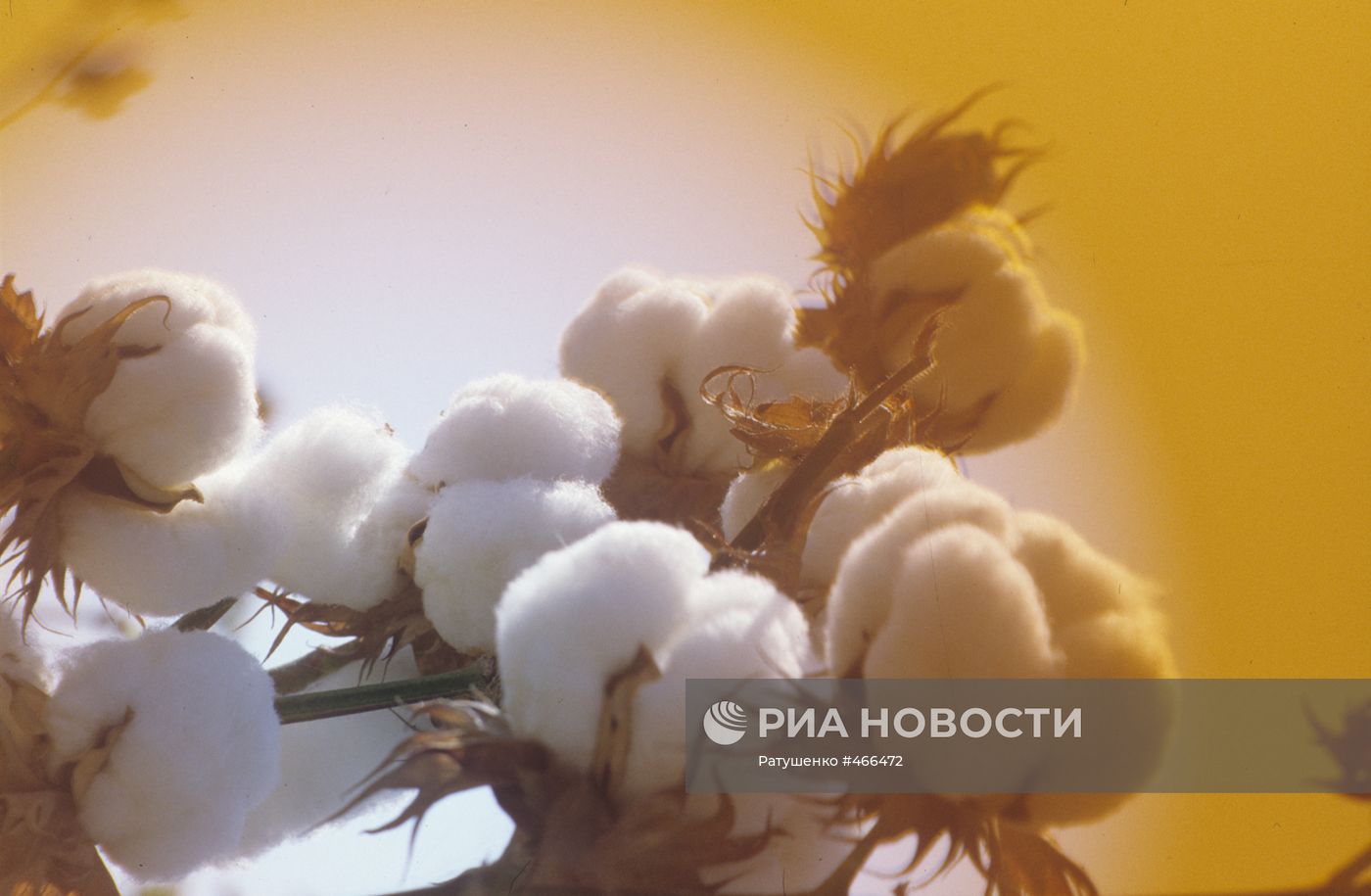 Хлопок