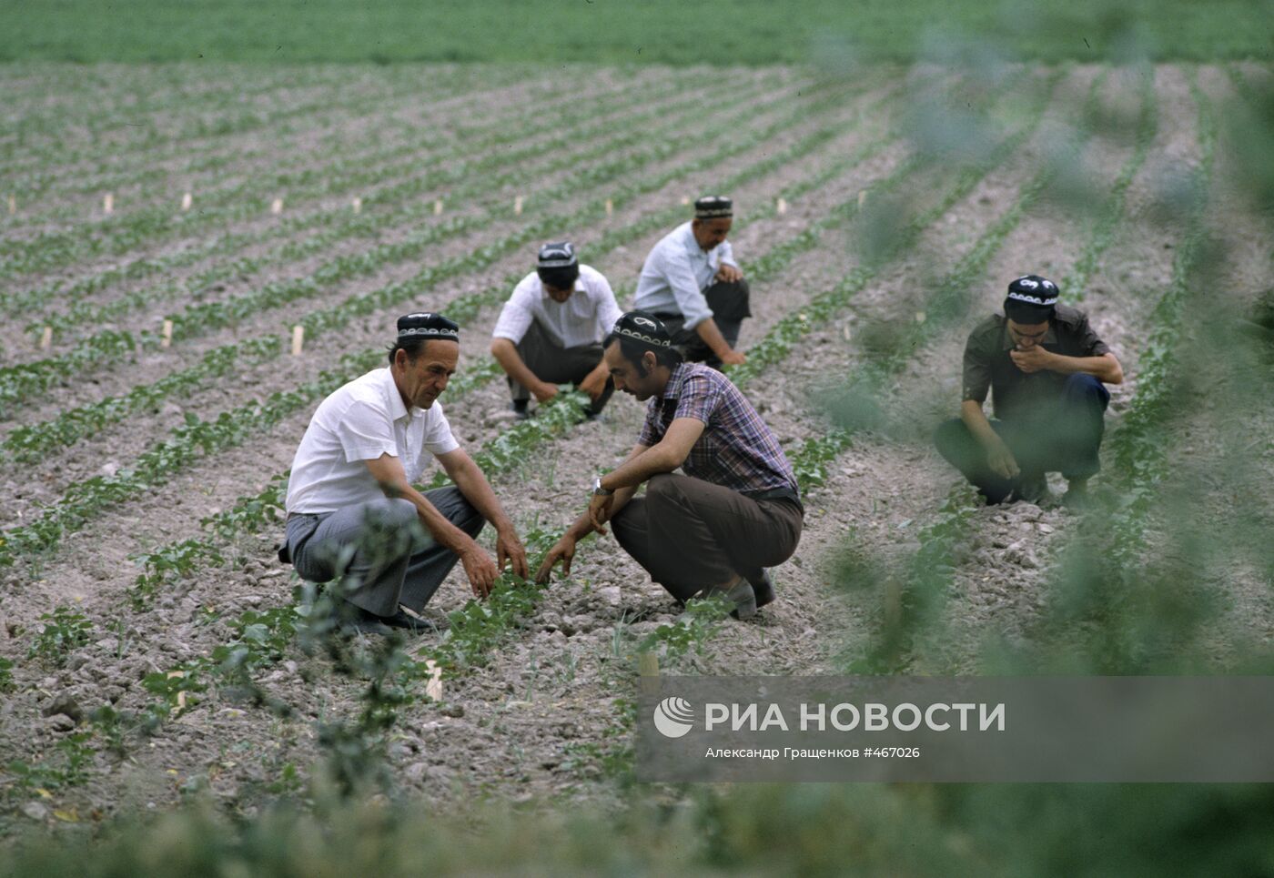 Рабочие на поле Вахшского филиала Таджикского НИИ земледелия