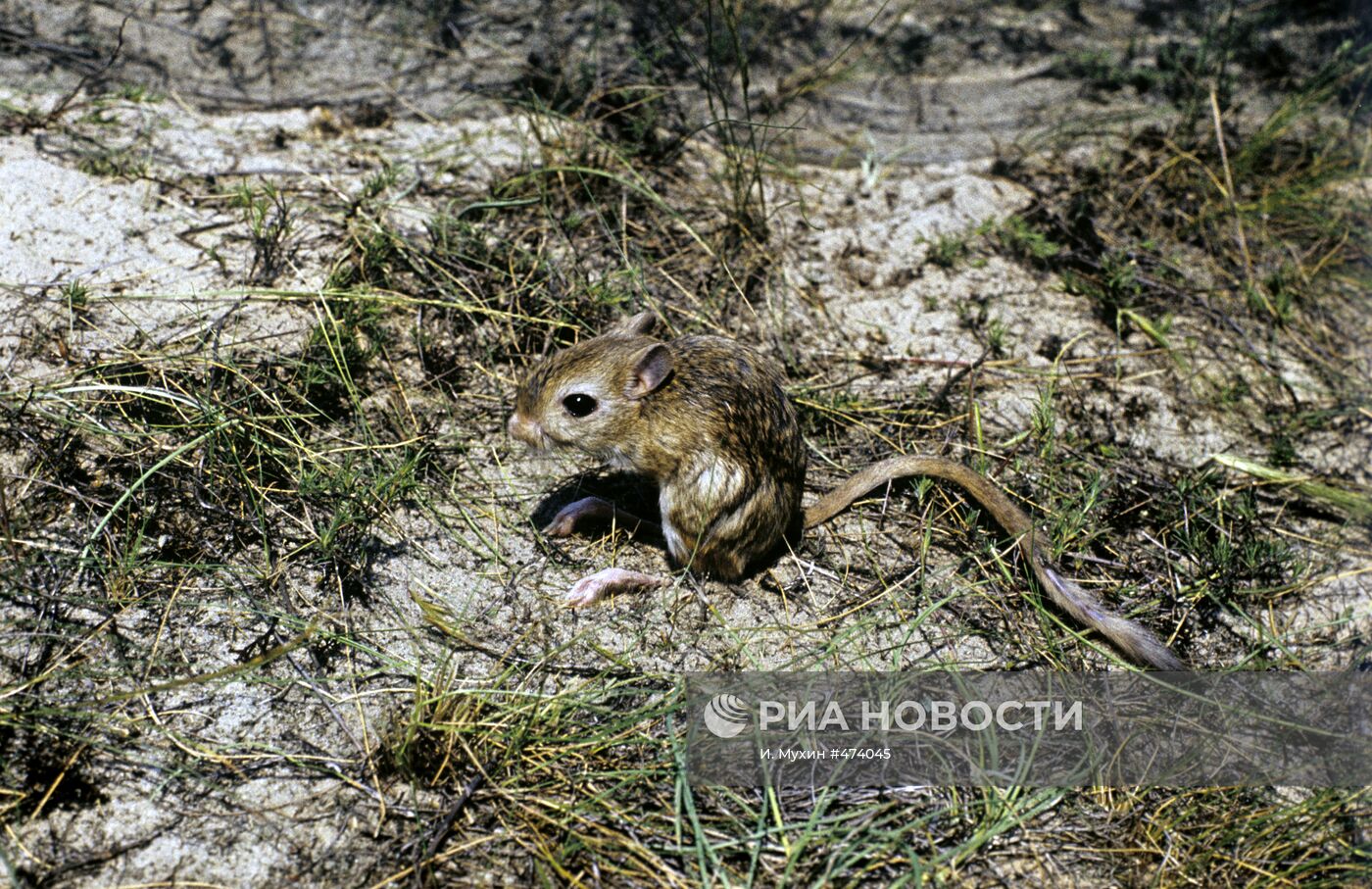 Емуранчик