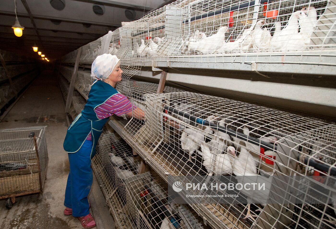 Работа птицефабрики "Островная" в Южно-Сахалинске