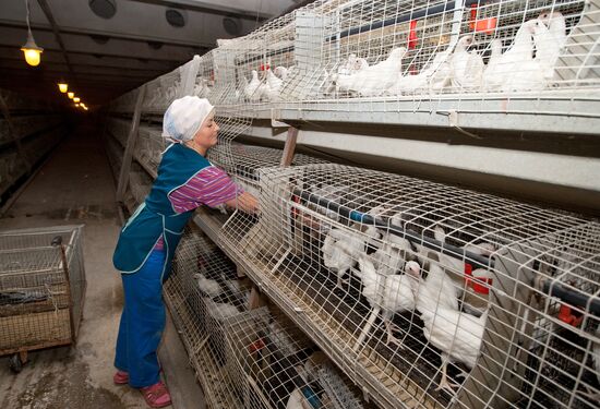 Работа птицефабрики "Островная" в Южно-Сахалинске
